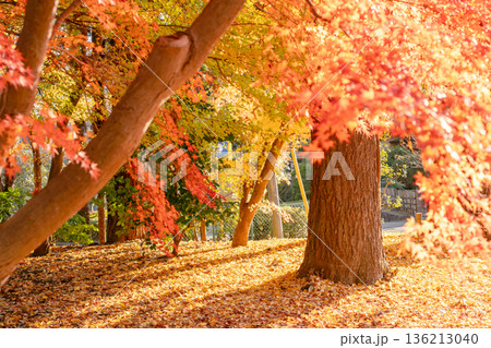 成田山公園の紅葉 成田山公園の紅葉 136213040