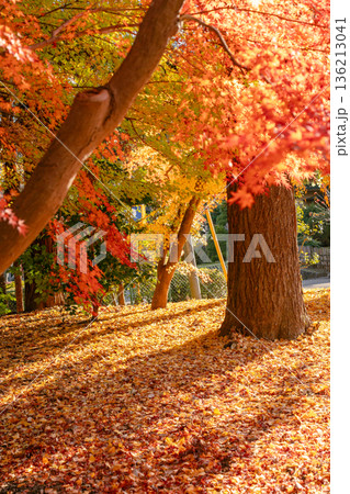 成田山公園の紅葉 136213041