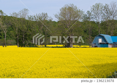 菜の花畑のある風景 菜の花畑のある風景 136213078