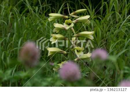 アカツメグサと夏の花オオウバユリ 136213127