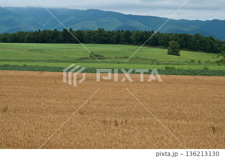 広大な麦畑 136213130