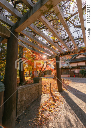 成田山公園 金属構造の通路に差し込む紅葉の光 136213212
