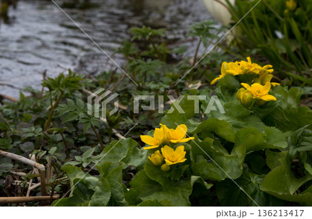 エゾノリュウキンカ咲く湿地の水辺 136213417