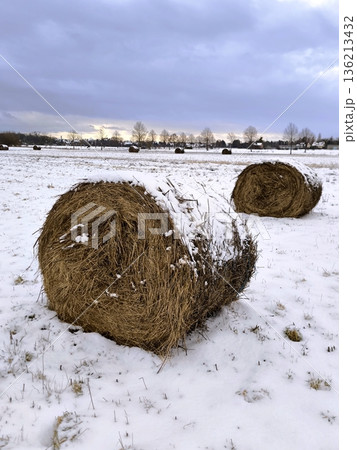 Round bales of hay, covered with snow, lie in a field on a cloudy evening Round bales of hay, covered with snow, lie in a field on a cloudy evening 136213432