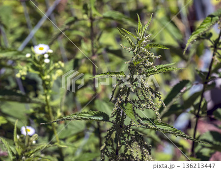 Close-up of nettle flowers and buds. Summer flowering of medicinal plants. Huge nettle bush. A collection of medicinal herbs. Close-up of nettle flowers and buds. Summer flowering of medicinal plants. Huge nettle bush. A collection of medicinal herbs. 136213447