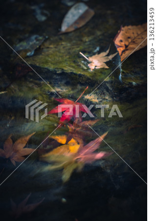 水流に揺れる紅葉 水流に揺れる紅葉 136213459