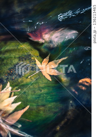 水流に揺れる紅葉 水流に揺れる紅葉 136213465