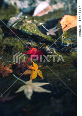 水流に揺れる紅葉 水流に揺れる紅葉 136213471