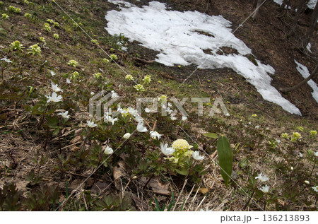 残雪春の訪れフキノトウとキクザキイチゲ 136213893