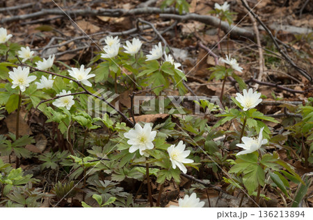 春の訪れキクザキイチゲ 136213894