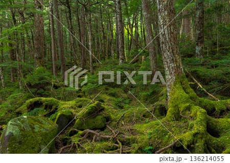 夏の長野県佐久穂町 北八ヶ岳 美しき苔の森 夏の長野県佐久穂町 北八ヶ岳 美しき苔の森 136214055