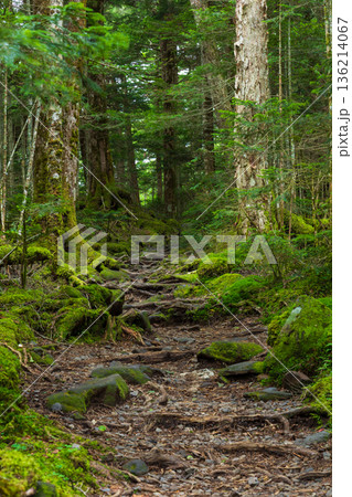 夏の長野県佐久穂町 北八ヶ岳 美しき苔の森 夏の長野県佐久穂町 北八ヶ岳 美しき苔の森 136214067