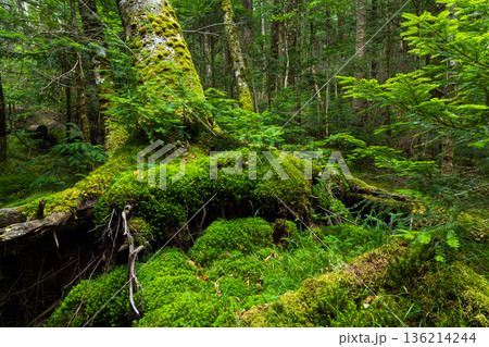 夏の長野県佐久穂町　北八ヶ岳　美しき苔の森 136214244