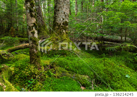 夏の長野県佐久穂町 北八ヶ岳 美しき苔の森 夏の長野県佐久穂町 北八ヶ岳 美しき苔の森 136214245