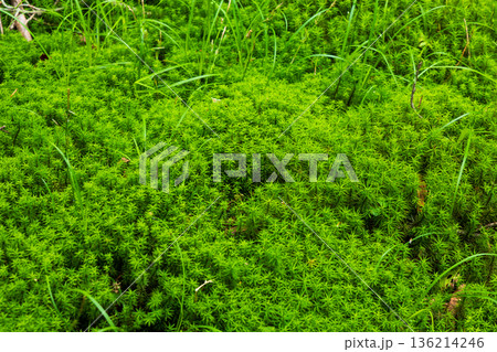 夏の長野県佐久穂町 北八ヶ岳 美しき苔の森 夏の長野県佐久穂町 北八ヶ岳 美しき苔の森 136214246