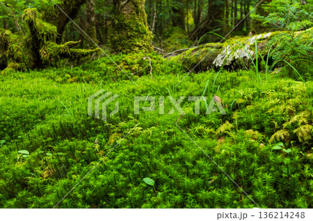 夏の長野県佐久穂町 北八ヶ岳 美しき苔の森 夏の長野県佐久穂町 北八ヶ岳 美しき苔の森 136214248