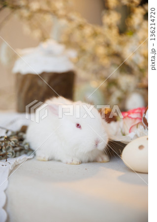 White baby bunny with Easter egg in soft spring light, copy space 136214720