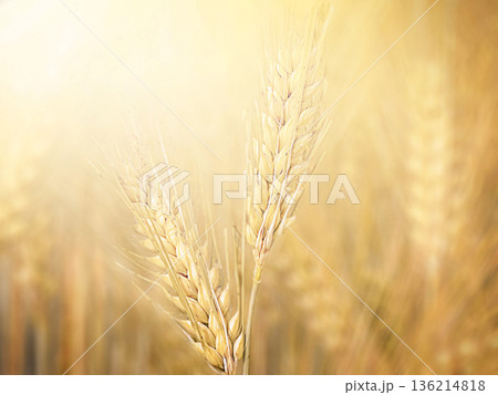 Golden wheat ears illuminated by warm sunlight in a summer field. Golden wheat ears illuminated by warm sunlight in a summer field. 136214818