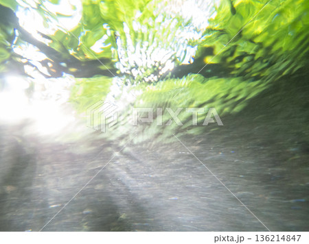 水中から眺める新緑・清流・エコイメージ(大山木谷沢渓流) 水中から眺める新緑・清流・エコイメージ(大山木谷沢渓流) 136214847