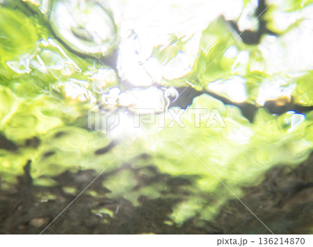 水中から眺める新緑・清流・エコイメージ（大山木谷沢渓流） 136214870