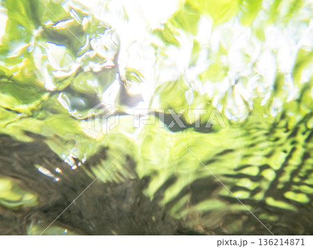 水中から眺める新緑・清流・エコイメージ（大山木谷沢渓流） 136214871