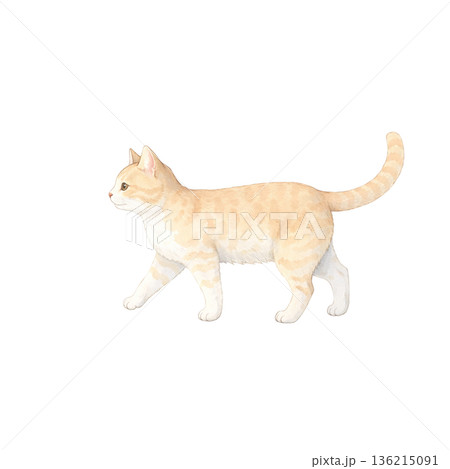 水彩風 歩く茶トラ猫 かわいい猫 シンプル 切り抜きイラスト素材 水彩風 歩く茶トラ猫 かわいい猫 シンプル 切り抜きイラスト素材 136215091