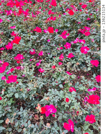 Blooming Pink Flowers in Park Bush 136215134