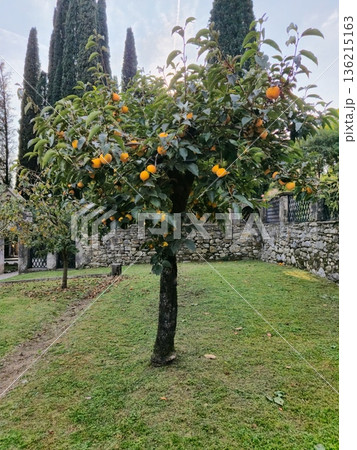 Lemon Tree in Green Grass Garden Lemon Tree in Green Grass Garden 136215163