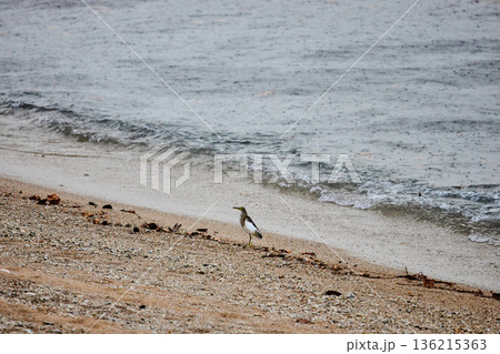 A wild bird hunts on a reef at low tide on the coast of Thailand in sunny weather, waves in the background 136215363