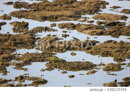 A wild bird hunts on a reef at low tide on the coast of Thailand in sunny weather, waves in the background 136215395