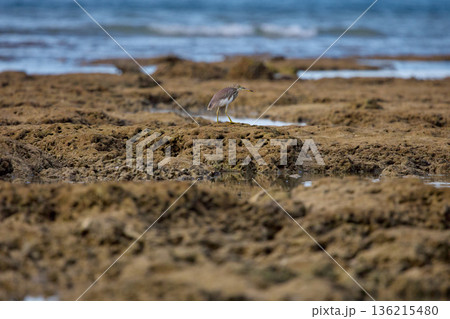 A wild bird hunts on a reef at low tide on the coast of Thailand in sunny weather, waves in the background 136215480