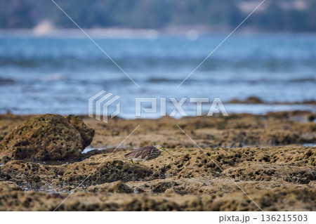 A wild bird hunts on a reef at low tide on the coast of Thailand in sunny weather, waves in the background A wild bird hunts on a reef at low tide on the coast of Thailand in sunny weather, waves in the background 136215503