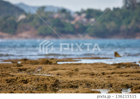 A wild bird hunts on a reef at low tide on the coast of Thailand in sunny weather, waves in the background 136215515
