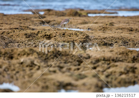 A wild bird hunts on a reef at low tide on the coast of Thailand in sunny weather, waves in the background 136215517