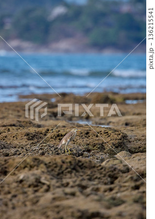 A wild bird hunts on a reef at low tide on the coast of Thailand in sunny weather, waves in the background 136215541
