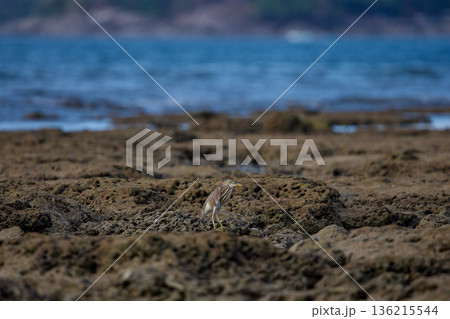 A wild bird hunts on a reef at low tide on the coast of Thailand in sunny weather, waves in the background 136215544