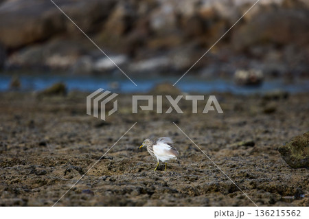 A wild bird hunts on a reef at low tide on the coast of Thailand in sunny weather, waves in the background A wild bird hunts on a reef at low tide on the coast of Thailand in sunny weather, waves in the background 136215562