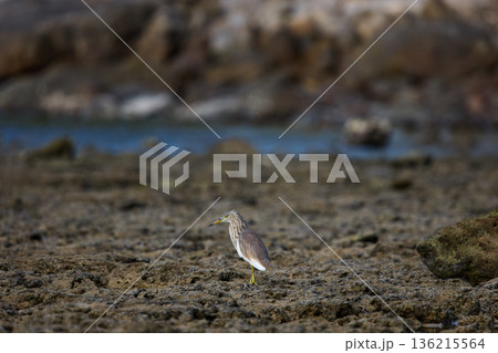 A wild bird hunts on a reef at low tide on the coast of Thailand in sunny weather, waves in the background A wild bird hunts on a reef at low tide on the coast of Thailand in sunny weather, waves in the background 136215564