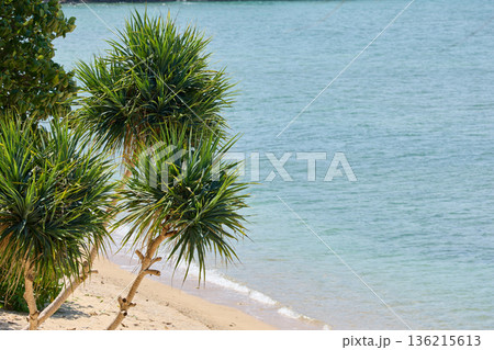 View from luxury villa at sunny day, sun loungers for sunbathing, umbrellas from the sun, pillows for swimming in the pool, palm tree on background View from luxury villa at sunny day, sun loungers for sunbathing, umbrellas from the sun, pillows for swimming in the pool, palm tree on background 136215613