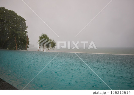 a palm tree by the pool in a luxury villa and the sea, it is raining heavily in the background,  136215614