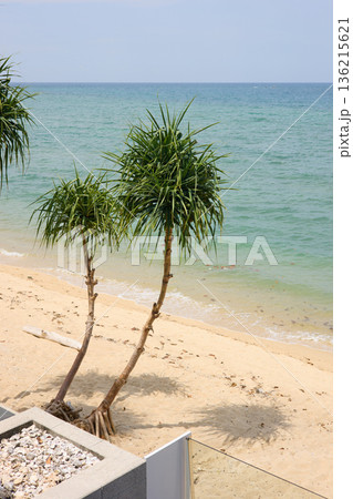 View from luxury villa at sunny day, sun loungers for sunbathing, umbrellas from the sun, pillows for swimming in the pool, palm tree on background 136215621