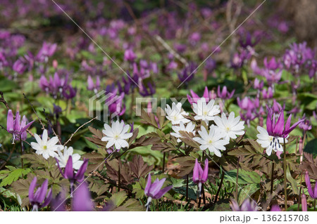 白いキクザキイチゲと紫のカタクリの花 136215708