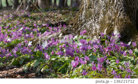 樹間のカタクリの花群生 樹間のカタクリの花群生 136215712
