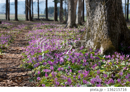 樹間のカタクリの花群生 樹間のカタクリの花群生 136215716