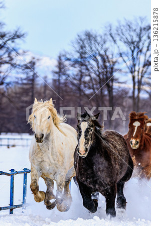 雪原を駆ける十勝馬追の迫力ある群れ 雪原を駆ける十勝馬追の迫力ある群れ 136215878