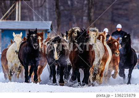 Snow Gallop of Horses in Tokachi Hokkaido 136215879