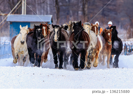 Hokkaido Tokachi Horse Run in Winter Snow Hokkaido Tokachi Horse Run in Winter Snow 136215880
