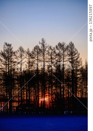 冬の十勝平野の朝焼けとカラマツ林のシルエット 136215897