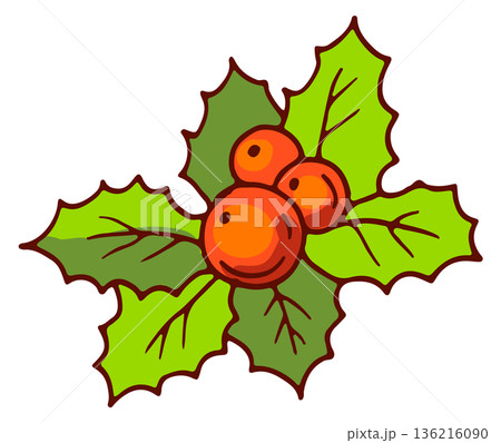 Holly christmas greenery color drawing. Winter berry Holly christmas greenery color drawing. Winter berry 136216090