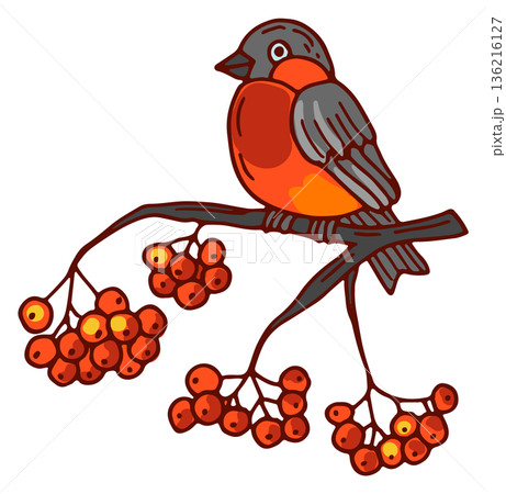 Winter rowan branch with bullfinch bird color drawing Winter rowan branch with bullfinch bird color drawing 136216127